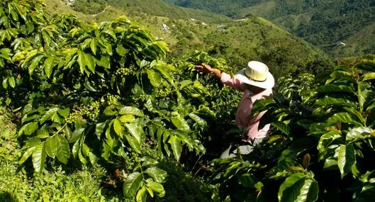 Foto de campesino, en nota de cuánto cuesta un día de trabajo en campo de Colombia; según tiktoker, es miseria