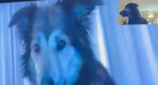 Tiktok: reencuentro entre dos perritos a través de videollamada se hizo viral