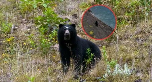 Oso de anteojos apareció en zona seca del embalse Chingaza, en Colombia