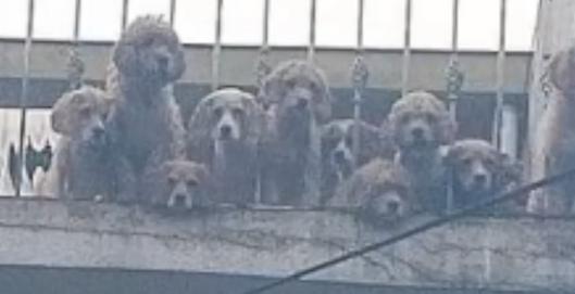 Criadero ilegal en Kennedy: más de 30 perros fueron rescatados en estado crítico