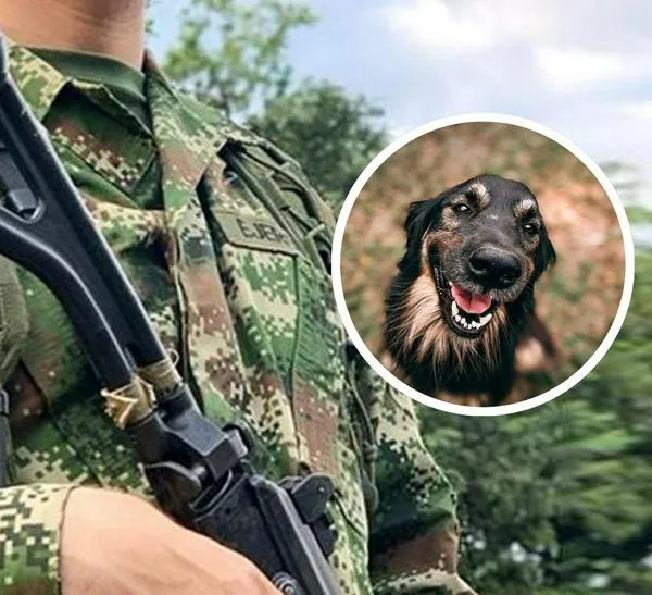 Según se supo, mientras realizaban actividades de control y vigilancia en la vereda Guatemala, las tropas fueron alertadas por el animal sobre el explosivo.