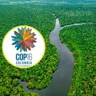 ¿Qué quiere decir la COP16? 