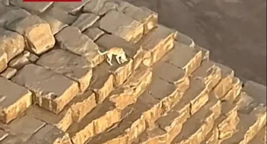 Graban a perro en la cima de una pirámide de Egipto: video y qué pasó