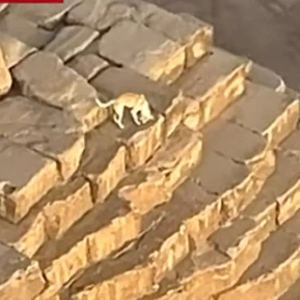 Graban a perro en la cima de una pirámide de Egipto: video y qué pasó