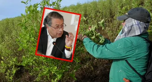 Gustavo Petro ofrece comprar hoja de coca en Cauca cuando está a precio de huevo