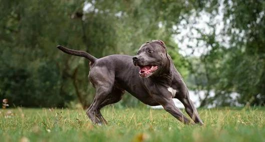 Perro atacó a un menor en Girón; familia exige control en zonas residenciales.