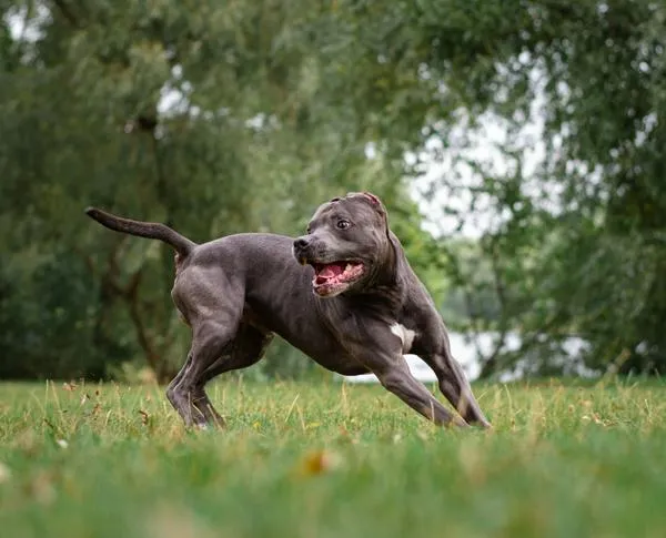 Perro atacó a un menor en Girón; familia exige control en zonas residenciales.
