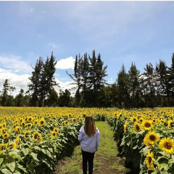  ¿Cuánto cuesta la entrada al campo de girasoles? Muy cerca de Bogotá, precios y más