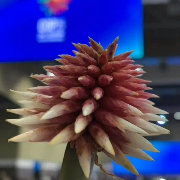 Simbología que atrapa: la magnífica razón por la que la flor de Inírida sea el logo de la COP16