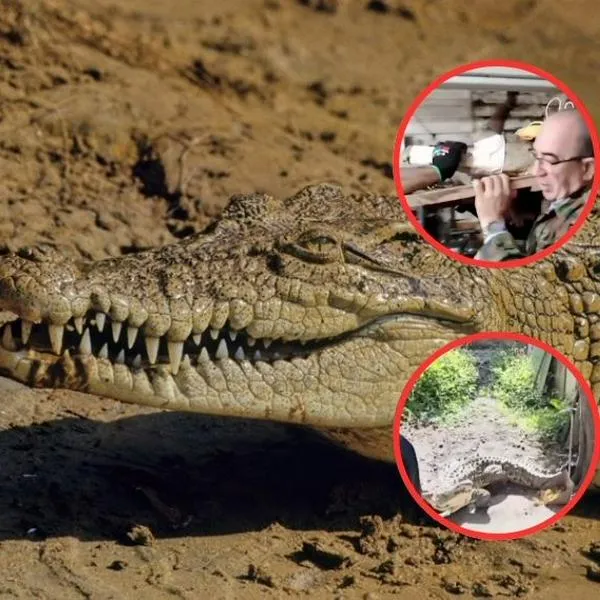 Así es el cocodrilo al que tenían como una mascota en Palmira, Valle del Cauca
