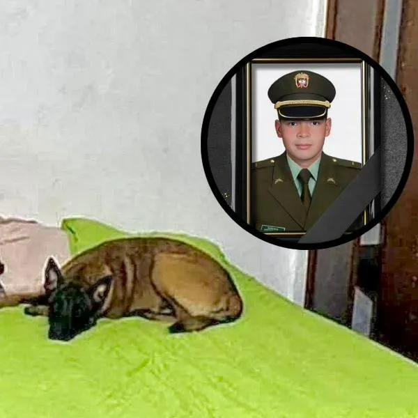 Perro del asesinado subteniente Anderson Gómez, recibe apoyo psicológico