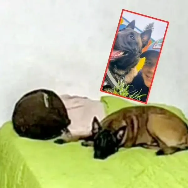 Anderson Gómez, policía que sobrevivió a atentado en la Escuela General Santander y fue asesinado por el Eln en Norte de Santander. Su perro lo llora