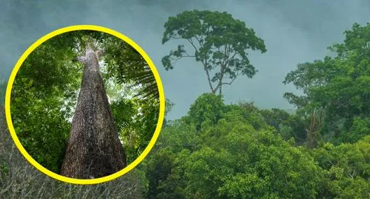 ¿Cuál es el árbol más grande de Latinoamérica? 