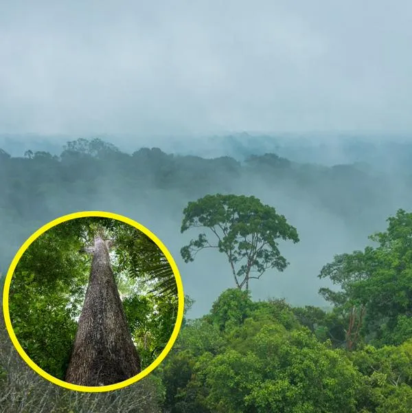 ¿Cuál es el árbol más grande de Latinoamérica? 