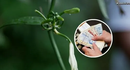 Fotos de flor de orquídea y dinero, en nota de por qué vainilla en Colombia es un negocio millonario y verdad de dónde proviene