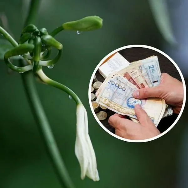 Fotos de flor de orquídea y dinero, en nota de por qué vainilla en Colombia es un negocio millonario y verdad de dónde proviene
