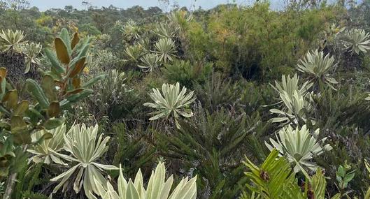 COP16: ISA cerró alianza para preservar frailejones en páramos de Colombia