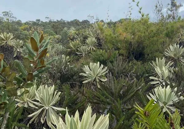 COP16: ISA cerró alianza para preservar frailejones en páramos de Colombia
