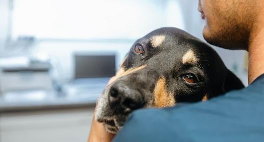 Mascotas en Colombia: aprueban ley ángel contra dueños que maltraten animales