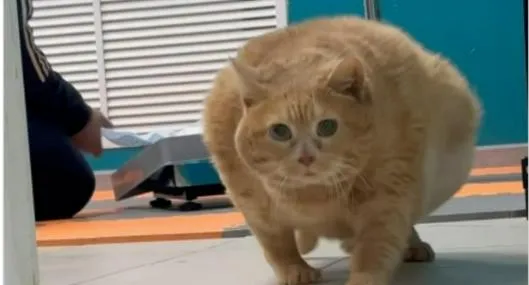 Gato Kroshik con sobrepeso (17 kilos) falleció en Rusia: historia y videos