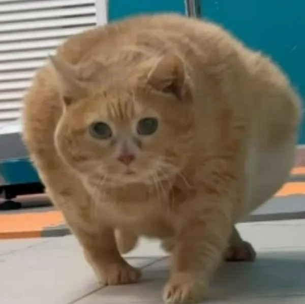 Gato Kroshik con sobrepeso (17 kilos) falleció en Rusia: historia y videos