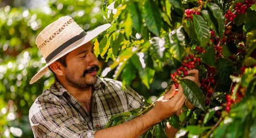 Planadas, Tolima, será sede de la próxima Feria Internacional del Café en 2024