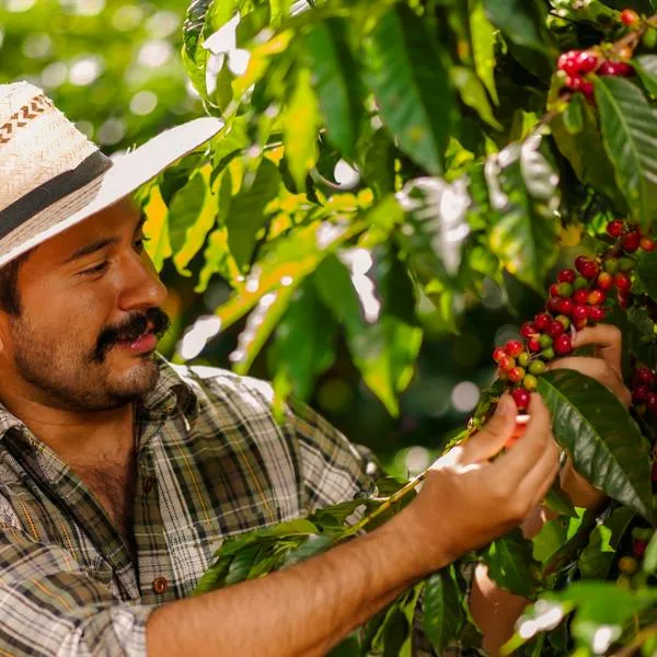 Planadas, Tolima, será sede de la próxima Feria Internacional del Café en 2024