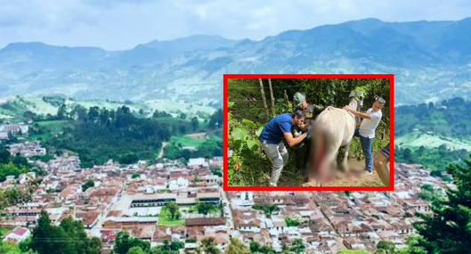 Atacan a machete a dos mulas en zona rural de Támesis: una murió y otra quedó gravemente herida