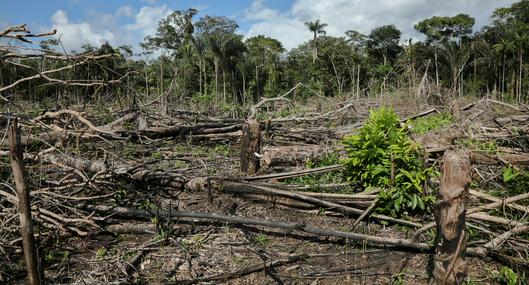 COP16, Cali, directora de World Wildlife Fund lanza mensaje sobre el Amazonas