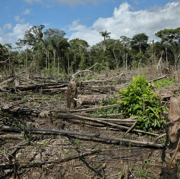 COP16, Cali, directora de World Wildlife Fund lanza mensaje sobre el Amazonas