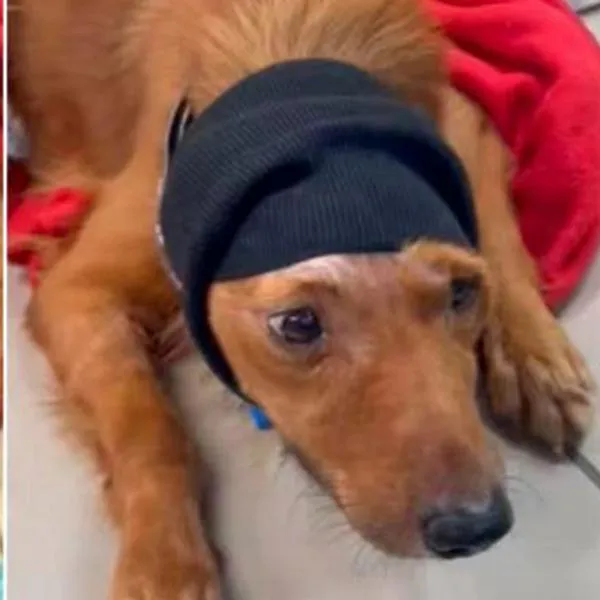 Wingo responde señalamiento de fundación animal por supuesto maltrato Santa Marta
