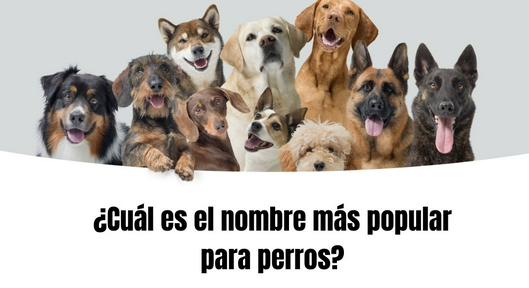 ¿Cuál es el nombre más popular para perros en Colombia 2024? 