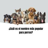 ¿Cuál es el nombre más popular para perros en Colombia 2024? 