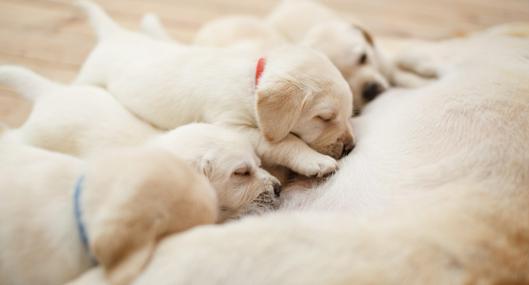 Rescataron a perrita desnutrida y a sus cachorros 