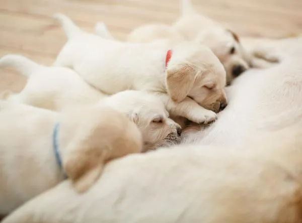 Rescataron a perrita desnutrida y a sus cachorros 
