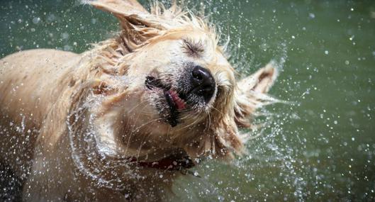 Imagen de referencia de perro golden retriever mojado sacudiéndose.