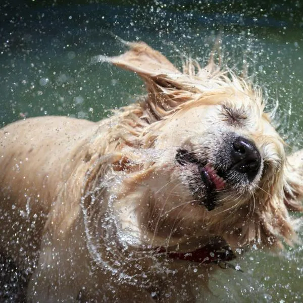 Imagen de referencia de perro golden retriever mojado sacudiéndose.