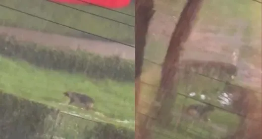 Un video viral de un perro al que dejaron encadenado durante las lluvias en Bogotá provocó indignación y piden responsabilizar a los dueños.