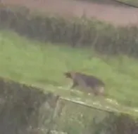 Un video viral de un perro al que dejaron encadenado durante las lluvias en Bogotá provocó indignación y piden responsabilizar a los dueños.