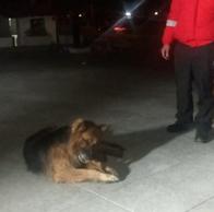 Rescataron a Bongo, el perro que estuvo encadenado durante granizada en Bogotá y por varias horas en la empresa Distoyota. Hubo indignación. 