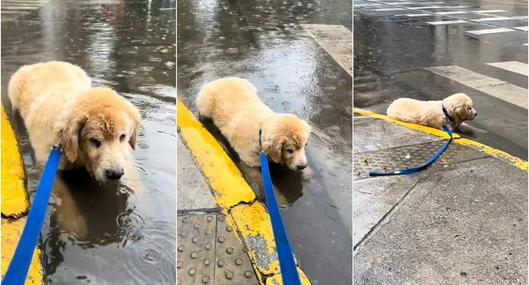 Perro golden en Argentina confundió un charco con una piscina: detalles y video viral