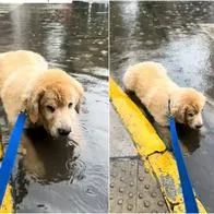 Perro golden en Argentina confundió un charco con una piscina: detalles y video viral