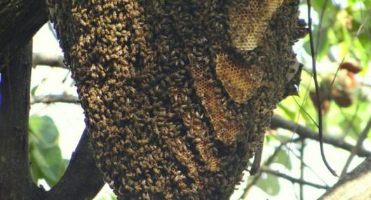 Niño estaba jugando en una finca y abejas lo atacaron hasta matarlo, en Cúcuta