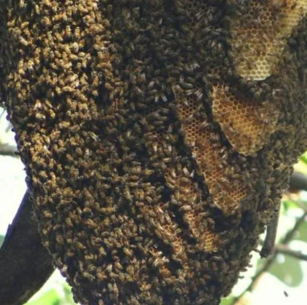 Niño estaba jugando en una finca y abejas lo atacaron hasta matarlo, en Cúcuta