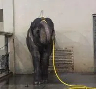 Mary, el elefante que desarrolló una especial técnica de baño