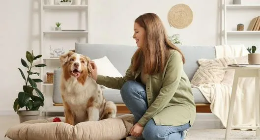 Mascotas en Colombia y fallo de Corte que acaba cortes de orejas o colas