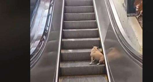 Muy lindo, pero peligroso: un perrito se volvió viral por subir y bajar las escaleras eléctricas de la Comuna 13