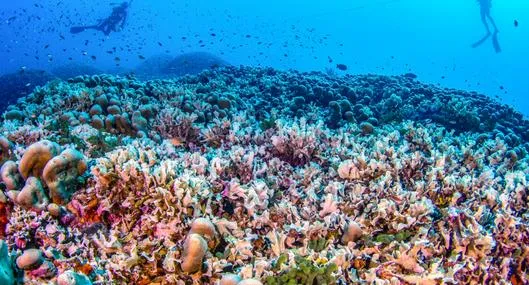 ¿Cuál es el coral más grande del mundo? Fue descubierto en Islas Salomón?