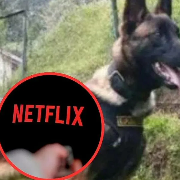 Perro Wilson, que ayudó en rescate de niños de la selva, podría estar vivo