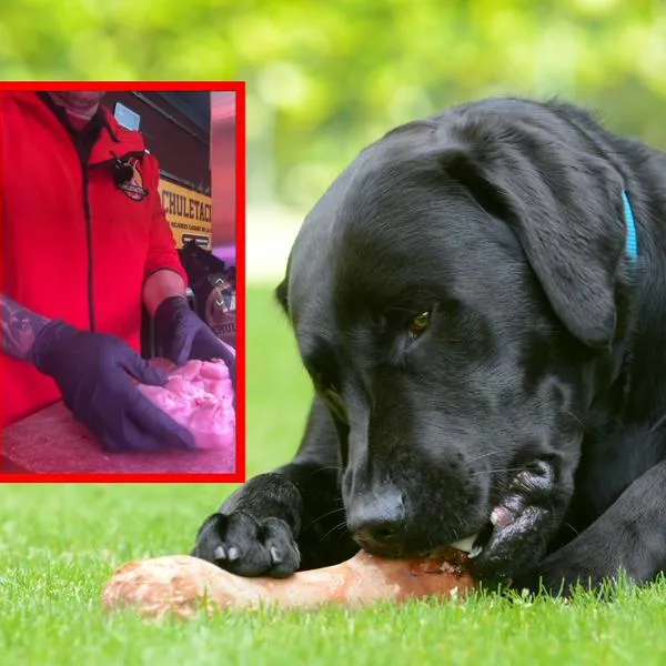 Cuál es el "hueso más peligroso" que se le puede dar un perro: video y qué dijo un carnicero